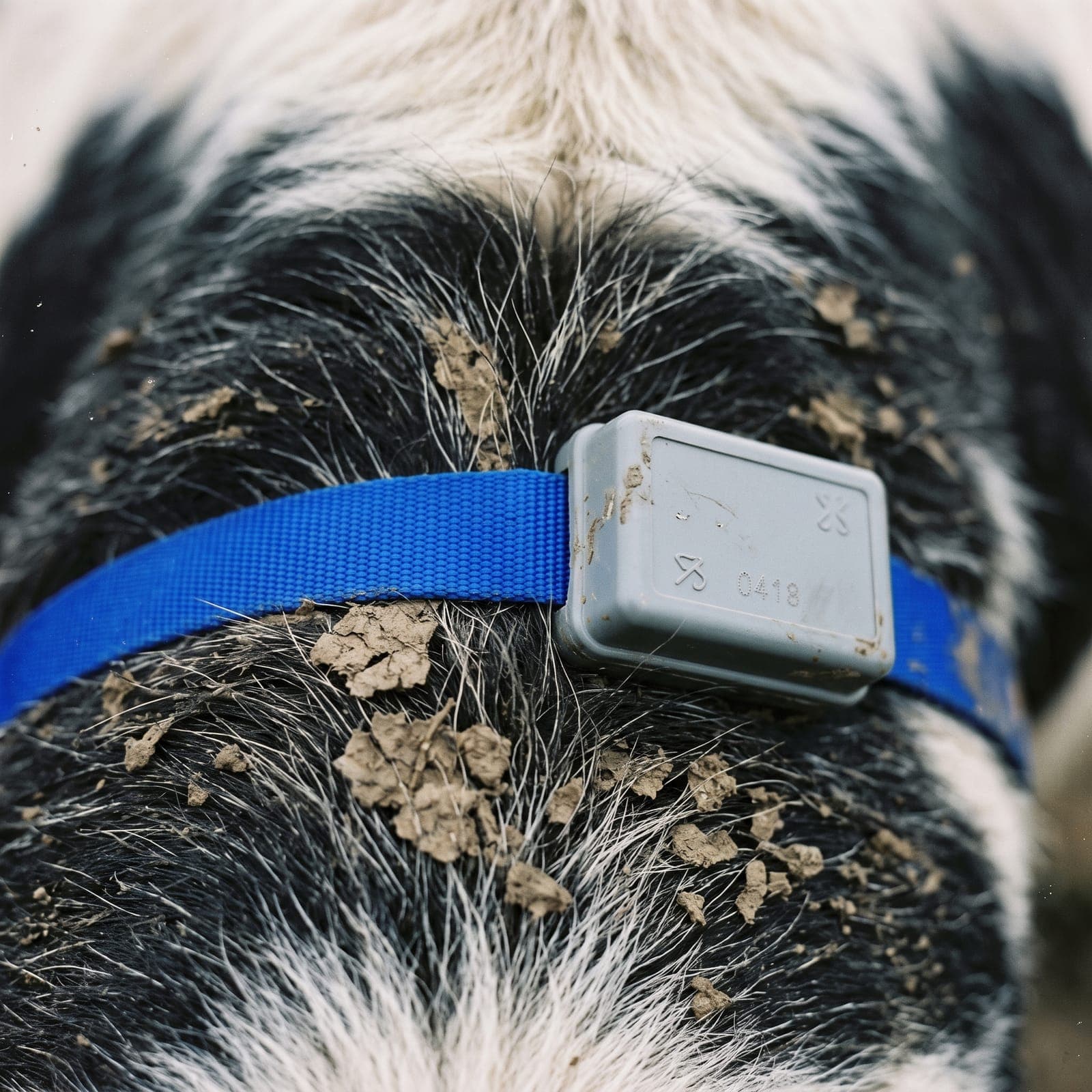 Collier connecté bleu sur une vache