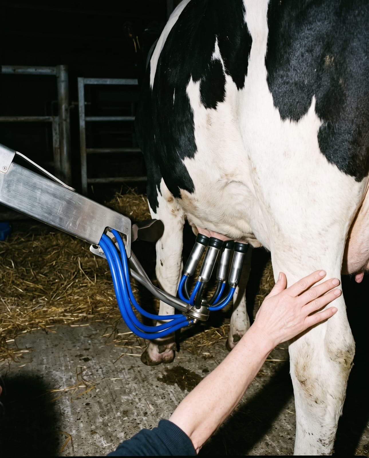 Robot de traite, tuyaux bleus sur le flanc d’une vache